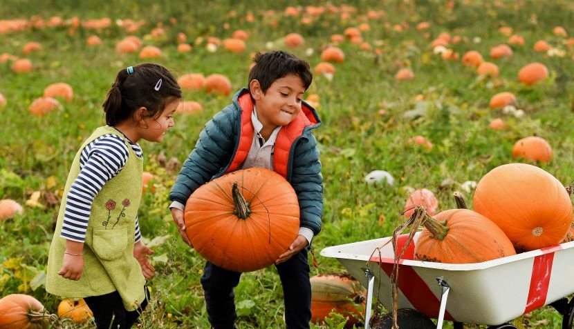 Picking Patch Fordingbridge Pumpkins